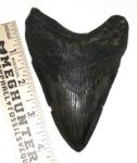 Edisto River Megalodon Shark Tooth